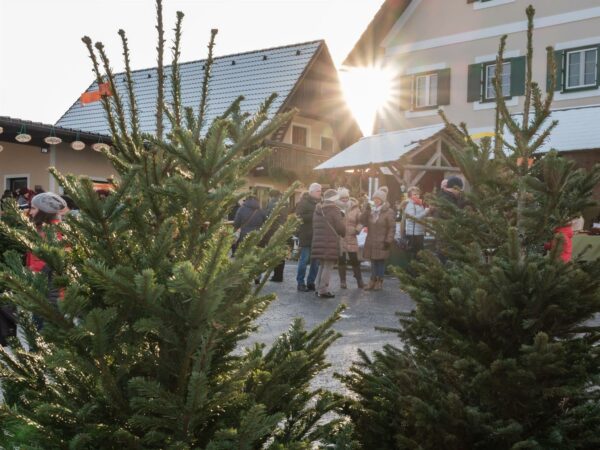 Christbaum Moarhofhechtl Oststeiermark